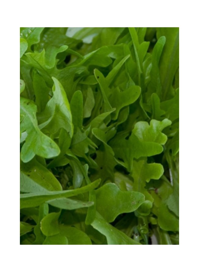 Сорта салатов листовых с фото