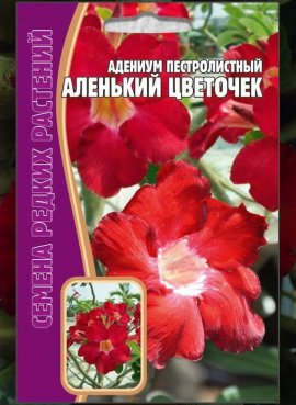 Адениум пестролистный Аленький цветочек (3 шт)