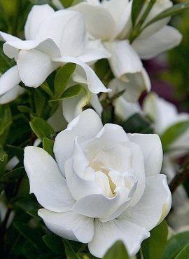 Гардения жасминовидная Белоснежная роза (0,05 г)