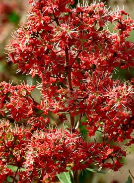 ХНА (Lawsonia Inermis) Лавсония неколючая (10 шт)